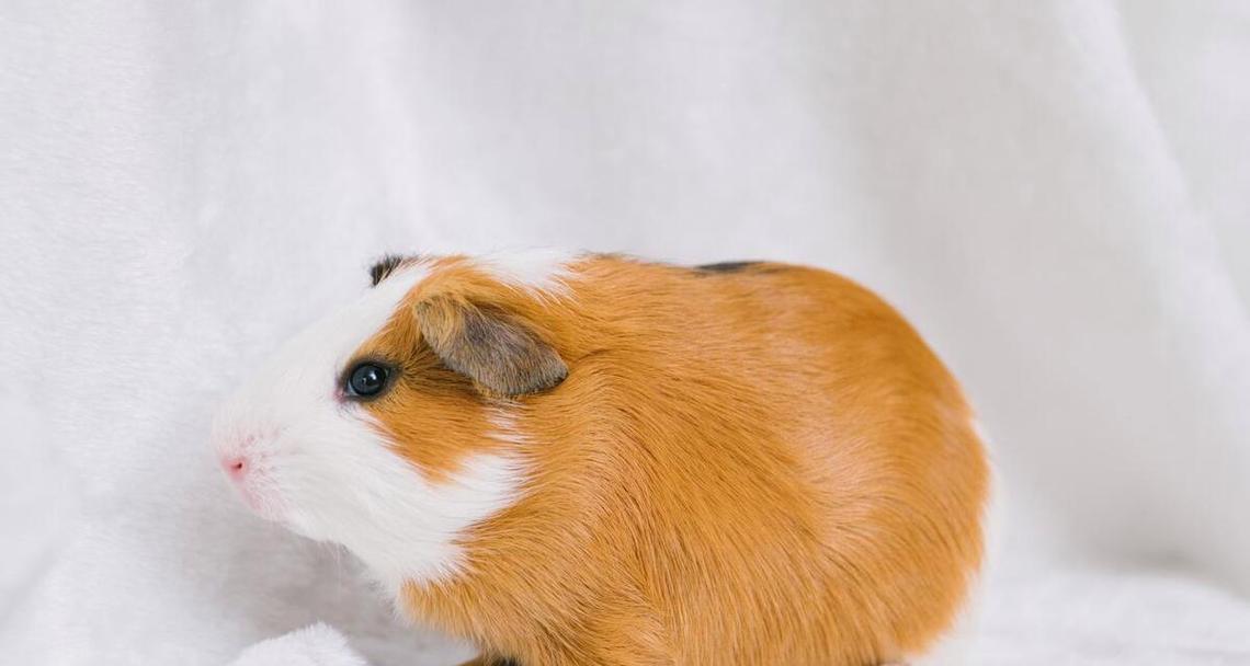 与人亲近的宠物动物，选择上有讲究（宠物动物如何选择？咬人是不能容忍的！） - 悠悠酷狗网