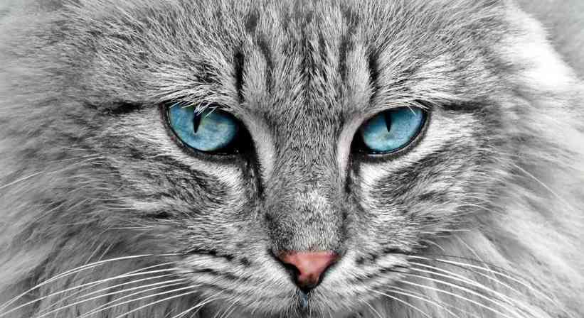 猫眼下的世界（透过猫眼看世界的秘密）(图1)