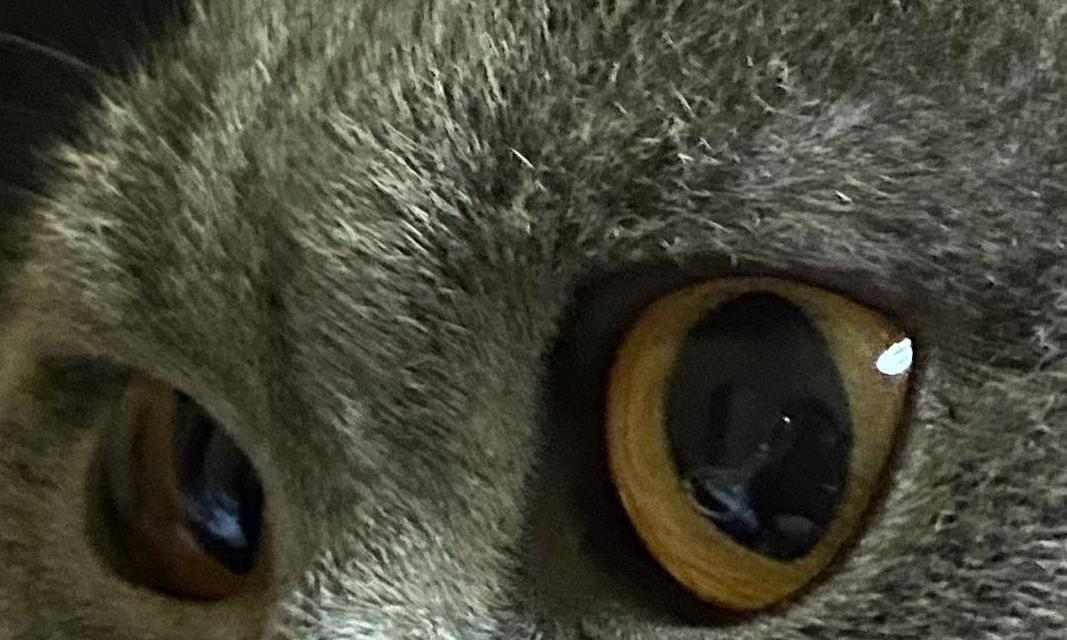 猫眼下的世界（透过猫眼看世界的秘密）(图2)