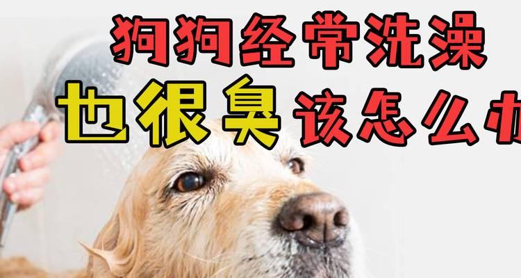 如何解决狗身臭味问题（消除狗身臭味的有效方法及注意事项）(图2)