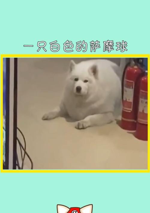 为何萨摩不爱玩球（探寻萨摩独特的游戏偏好）(图1)