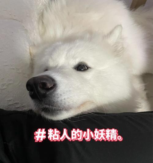 为何萨摩不爱玩球（探寻萨摩独特的游戏偏好）(图2)