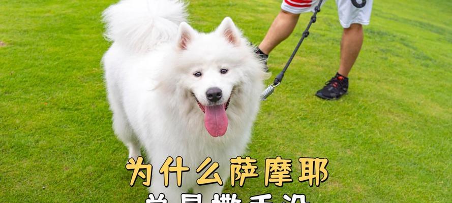 为何萨摩不爱玩球（探寻萨摩独特的游戏偏好）(图3)