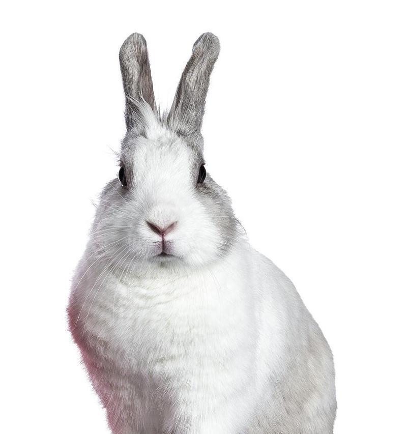 探秘灰白兔子的品种之谜(解读灰白兔子的独特魅力)(图1) 探秘灰白兔子的品种之谜(解读灰白兔子的独特魅力)(图1)