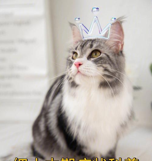 慢性细小症状全面解析(了解慢性细小症状及其治疗关键)(图2) 慢性细小症状全面解析(了解慢性细小症状及其治疗关键)(图2)