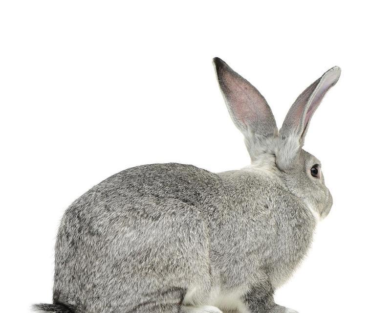 探秘灰白兔子的品种之谜(解读灰白兔子的独特魅力)(图3) 探秘灰白兔子的品种之谜(解读灰白兔子的独特魅力)(图3)