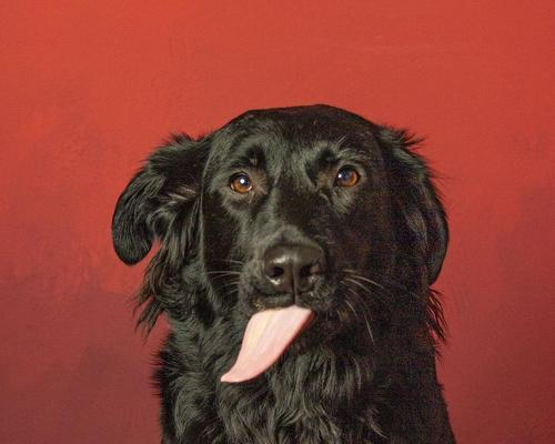 狗狗舌头烂了怎么办?药物治疗助您快速康复(了解狗狗舌头烂的原因及常用药物治疗方法)(图2) 狗狗舌头烂了怎么办?药物治疗助您快速康复(了解狗狗舌头烂的原因及常用药物治疗方法)(图2)