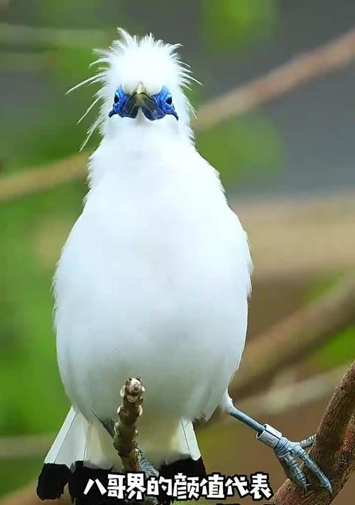探寻古代八哥的神秘之谜（解密八哥的预言能力与文化象征）(图3)