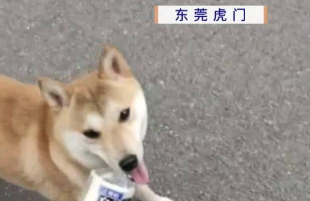 探究狗为何会突然死亡的原因及预防方法(揭开狗突然死亡的谜团,提供保护你的爱宠的有效措施)(图2) 探究狗为何会突然死亡的原因及预防方法(揭开狗突然死亡的谜团,提供保护你的爱宠的有效措施)(图2)