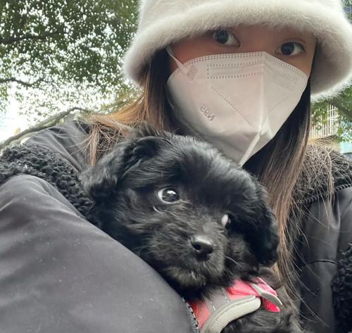 探究狗为何会突然死亡的原因及预防方法(揭开狗突然死亡的谜团,提供保护你的爱宠的有效措施)(图3) 探究狗为何会突然死亡的原因及预防方法(揭开狗突然死亡的谜团,提供保护你的爱宠的有效措施)(图3)