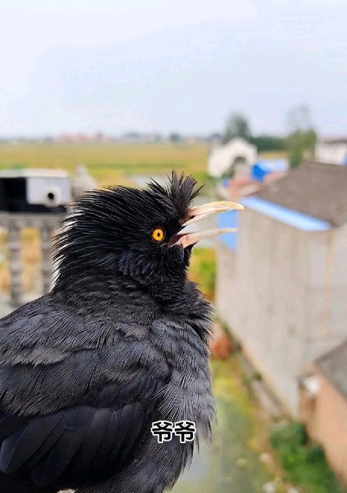 探寻古代八哥的神秘之谜（解密八哥的预言能力与文化象征）(图2)