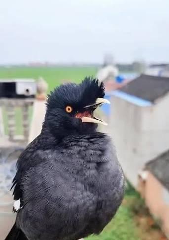 探寻古代八哥的神秘之谜（解密八哥的预言能力与文化象征） - 悠悠酷狗网