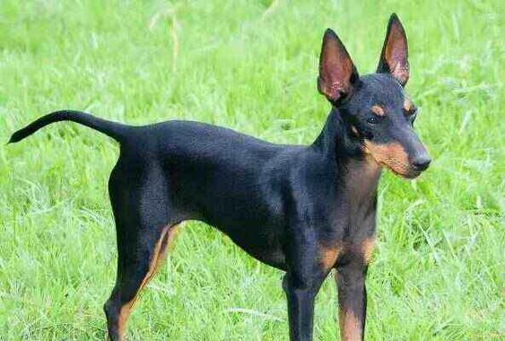 柯利犬过敏原及饮食注意事项(了解柯利犬的过敏源及如何饲养它们)(图2) 柯利犬过敏原及饮食注意事项(了解柯利犬的过敏源及如何饲养它们)(图2)