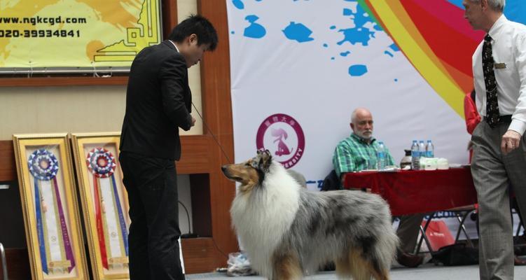 柯利犬过敏原及饮食注意事项(了解柯利犬的过敏源及如何饲养它们)(图3) 柯利犬过敏原及饮食注意事项(了解柯利犬的过敏源及如何饲养它们)(图3)