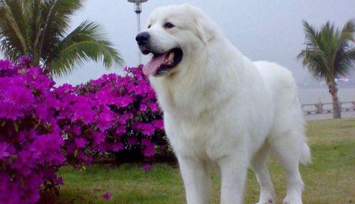 大白熊如何保护自己的生存环境（关注大白熊的栖息地保护，共同守护可持续发展） - 悠悠酷狗网