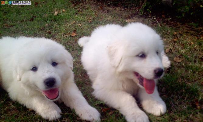 大白熊如何保护自己的生存环境（关注大白熊的栖息地保护，共同守护可持续发展）(图3)