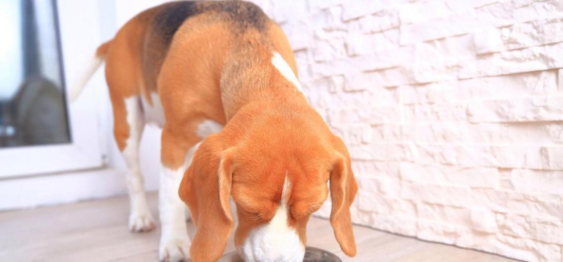 大狗生完怎么处理？（让大狗恢复健康的关键饮食及方法） - 悠悠酷狗网