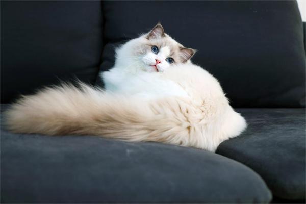 猫咪尾巴烂了怎么治疗? 猫尾巴烂了怎么办?(图2)