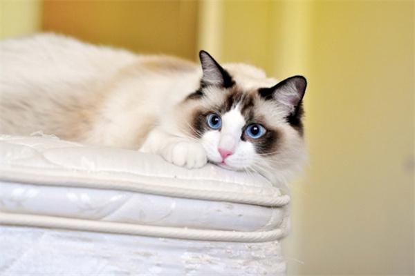 猫咪老是去猫砂盆不尿也不拉怎么回事？ - 悠悠酷狗网