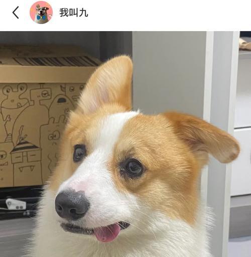 正常狗狗的耳朵是什么样的？（了解狗狗耳朵的特征和健康指标） - 悠悠酷狗网