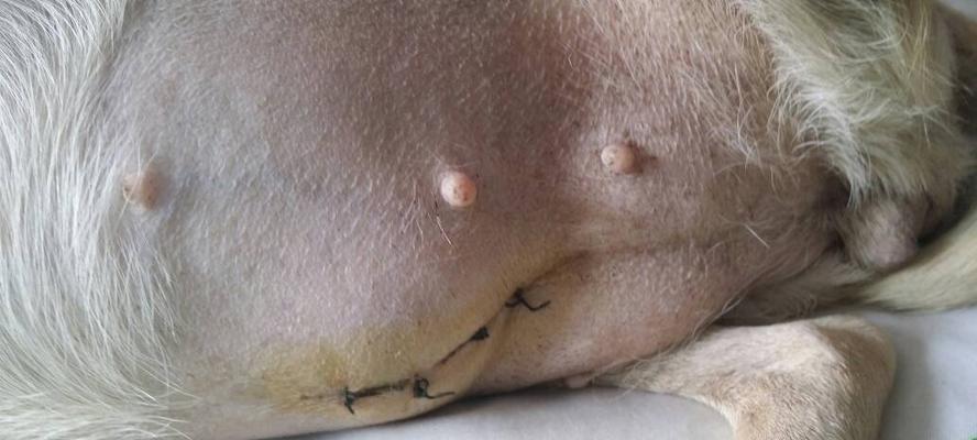 深入了解以泰迪宫缩症状 - 悠悠酷狗网