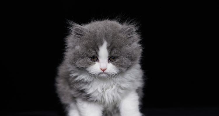 小猫什么时候可以吃猫粮？（适合小猫吃猫粮的关键时期及食谱推荐）(图2)