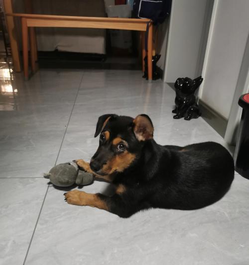 正常狗狗的耳朵是什么样的?(了解狗狗耳朵的特征和健康指标)(图2) 正常狗狗的耳朵是什么样的?(了解狗狗耳朵的特征和健康指标)(图2)