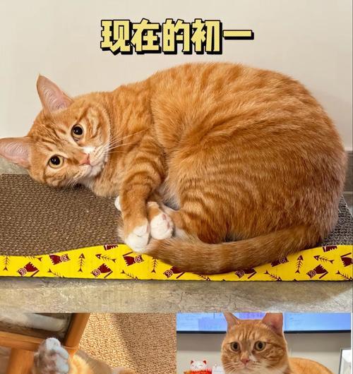 小猫什么时候可以吃猫粮？（适合小猫吃猫粮的关键时期及食谱推荐）(图3)