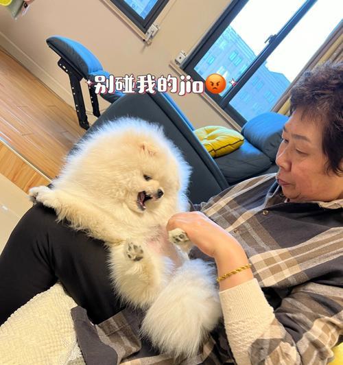 狗狗术后的饮食护理（选择合适的饮食方案来促进狗狗康复）(图3)