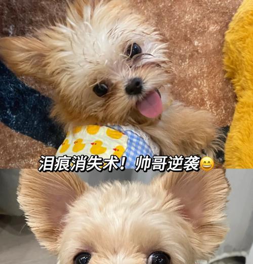 狗狗术后的饮食护理（选择合适的饮食方案来促进狗狗康复）(图1)