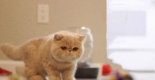 加菲猫的乖巧与调皮(了解加菲猫)(图2) 加菲猫的乖巧与调皮(了解加菲猫)(图2)