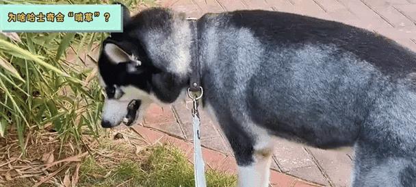 哈士奇3个月的饮食指南（科学合理喂养，关键是均衡）(图3)