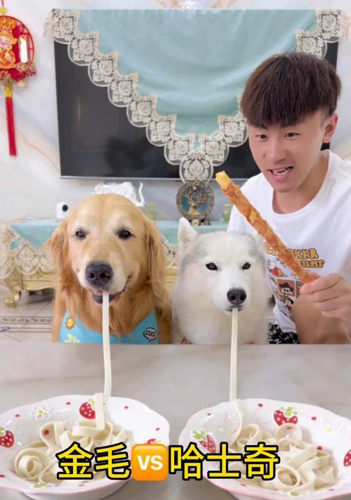 哈士奇3个月的饮食指南（科学合理喂养，关键是均衡）(图2)