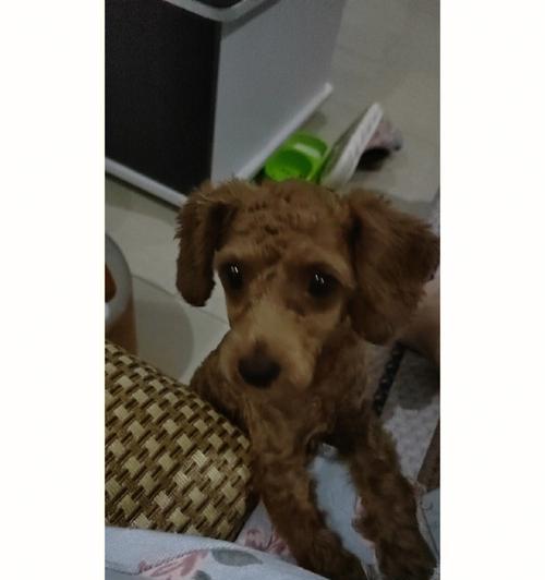 宝贝泰迪剃毛时间的选择（让你的泰迪宝贝时刻保持舒适整洁的秘诀） - 悠悠酷狗网