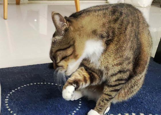 猫的居家生活剖析（揭秘猫咪的“家居日常”，寻找猫咪的乐趣与需求）(图3)