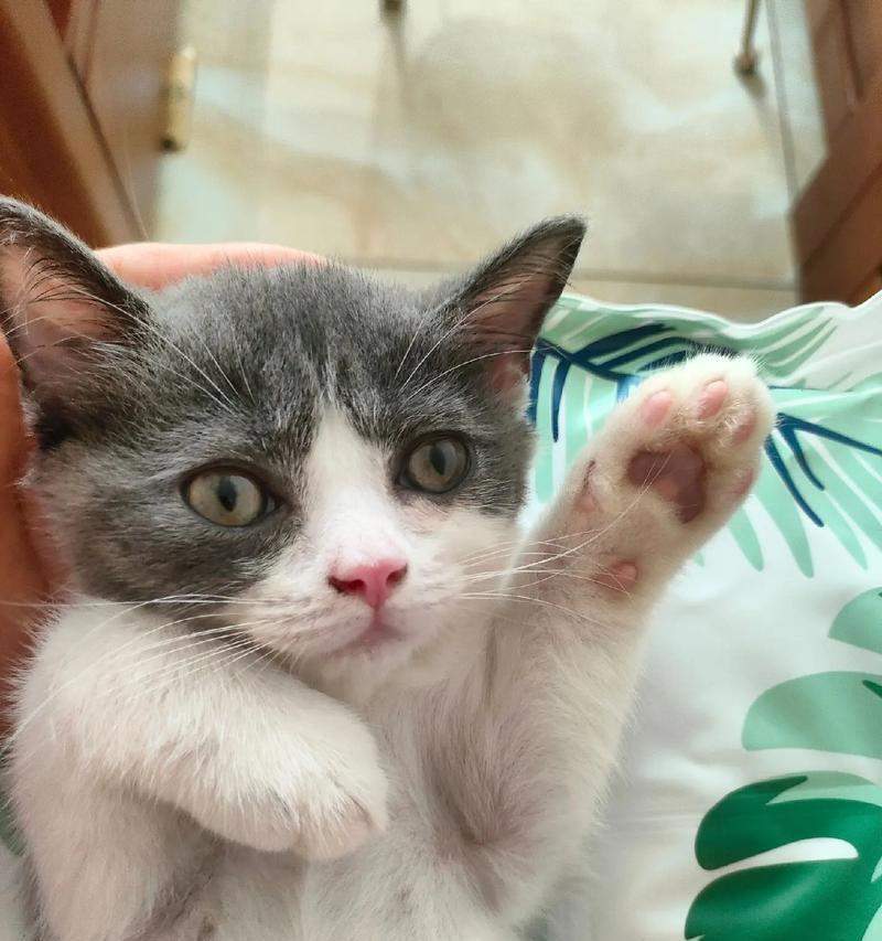 猫的居家生活剖析（揭秘猫咪的“家居日常”，寻找猫咪的乐趣与需求） - 悠悠酷狗网