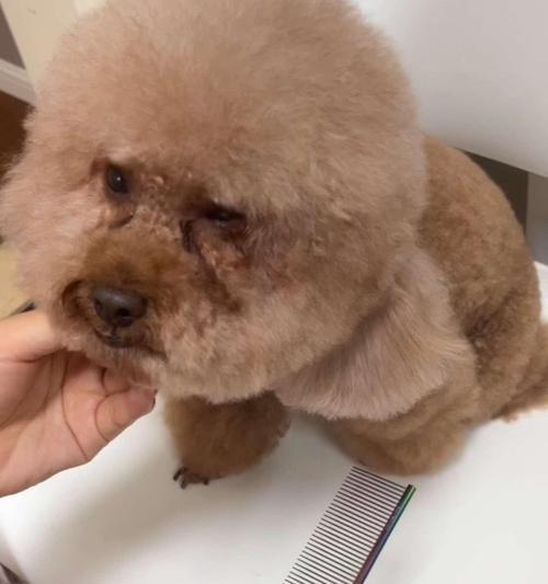 宝贝泰迪剃毛时间的选择（让你的泰迪宝贝时刻保持舒适整洁的秘诀）(图3)