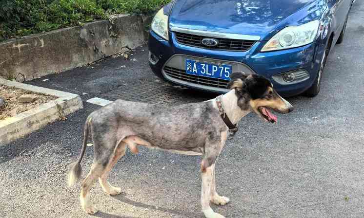 小狗为什么瘦了？（探究小狗身体状况和饮食习惯变化的原因）(图2)