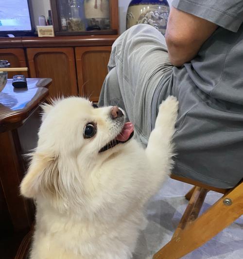 小狗为什么瘦了？（探究小狗身体状况和饮食习惯变化的原因）(图3)