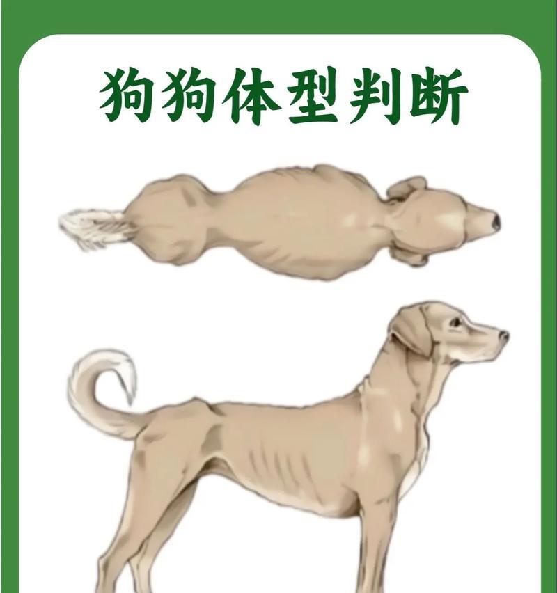 小狗为什么瘦了？（探究小狗身体状况和饮食习惯变化的原因） - 悠悠酷狗网
