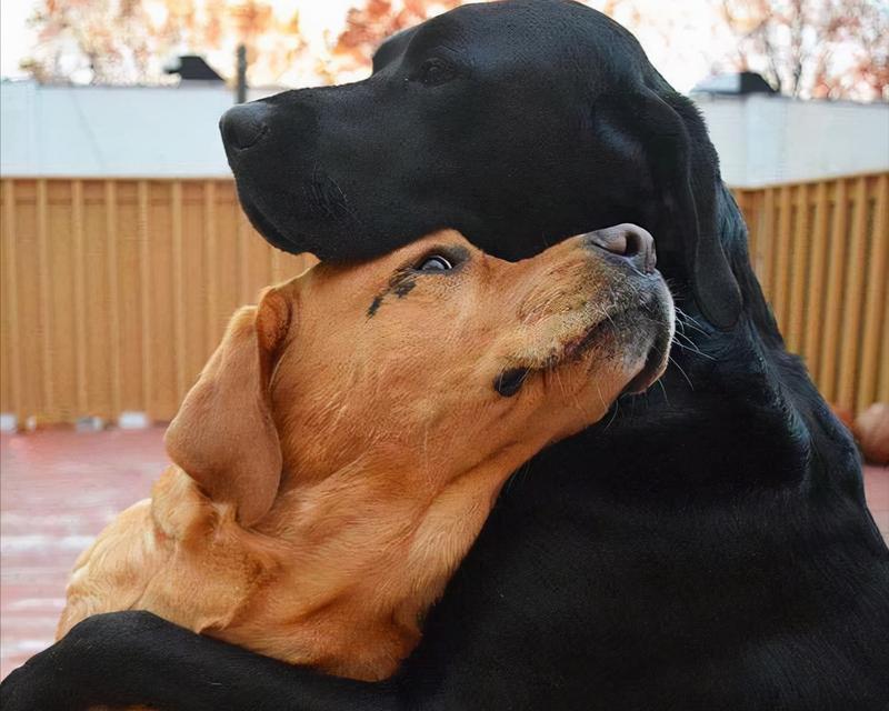 狗狗交配之原因与行为解析(探索狗狗交配的生物学动机与社会影响)(图3) 狗狗交配之原因与行为解析(探索狗狗交配的生物学动机与社会影响)(图3)