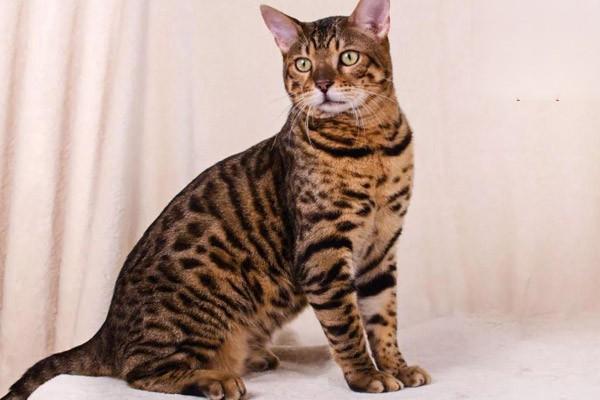 犬猫异物性肺炎 - 悠悠酷狗网