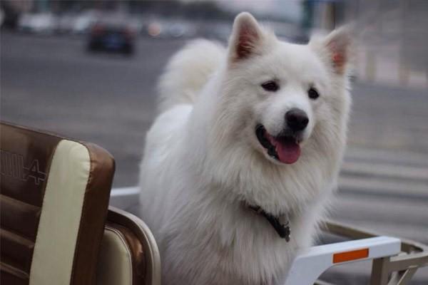 肺炎（犬猫）(图2)