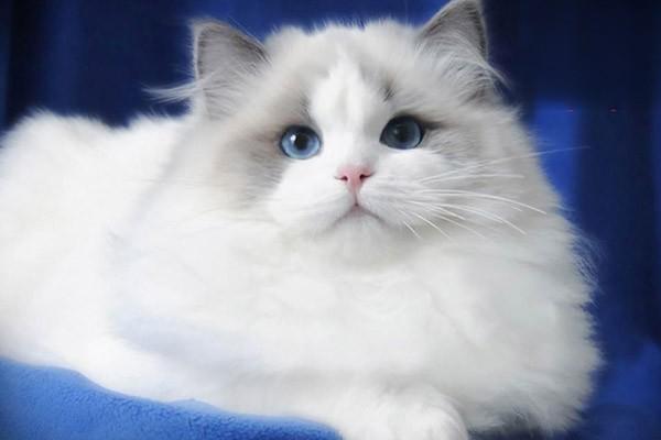 肺气肿（犬猫） - 悠悠酷狗网