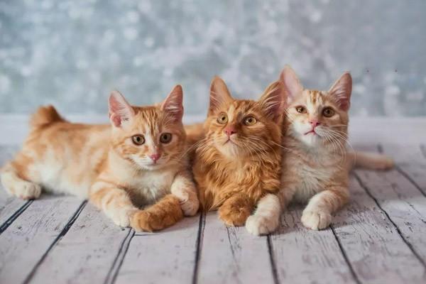 犬猫软腭异常 - 悠悠酷狗网