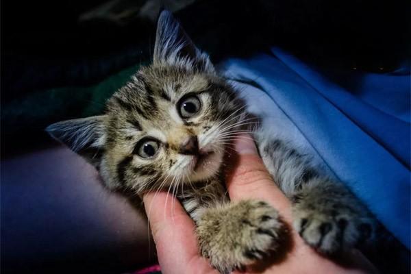 喉炎(犬猫) - 悠悠酷狗网