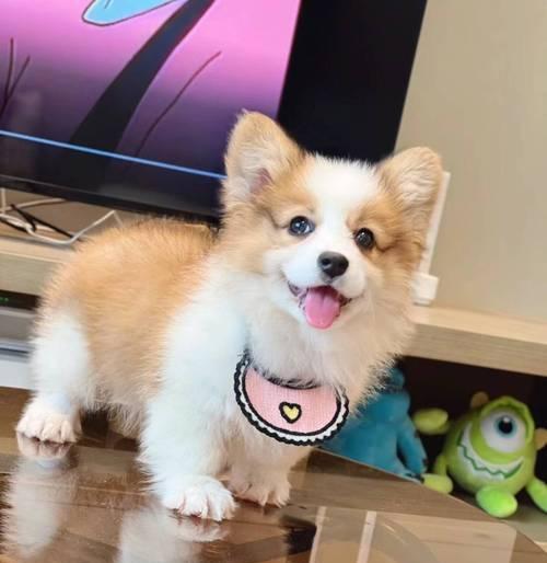 深入了解柯基犬（揭秘柯基犬的纯种定义和品种特色）(图2)