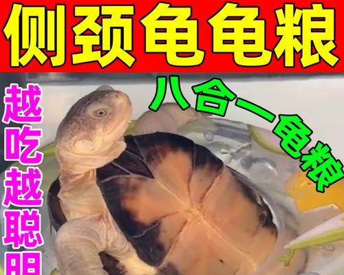 小乌龟的饮食需求与养护(揭秘小乌龟的主要粮食及喂养技巧)(图3) 小乌龟的饮食需求与养护(揭秘小乌龟的主要粮食及喂养技巧)(图3)