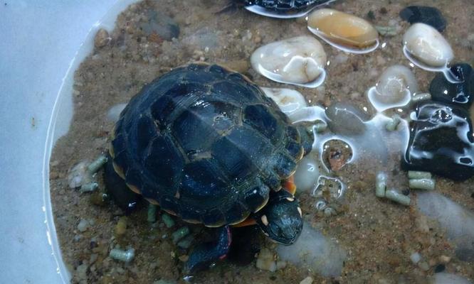 小乌龟的饮食需求与养护(揭秘小乌龟的主要粮食及喂养技巧)(图1) 小乌龟的饮食需求与养护(揭秘小乌龟的主要粮食及喂养技巧)(图1)