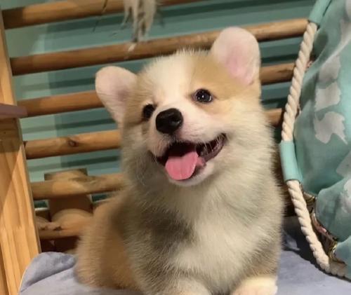 深入了解柯基犬（揭秘柯基犬的纯种定义和品种特色） - 悠悠酷狗网